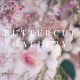 Buttercup Gallery