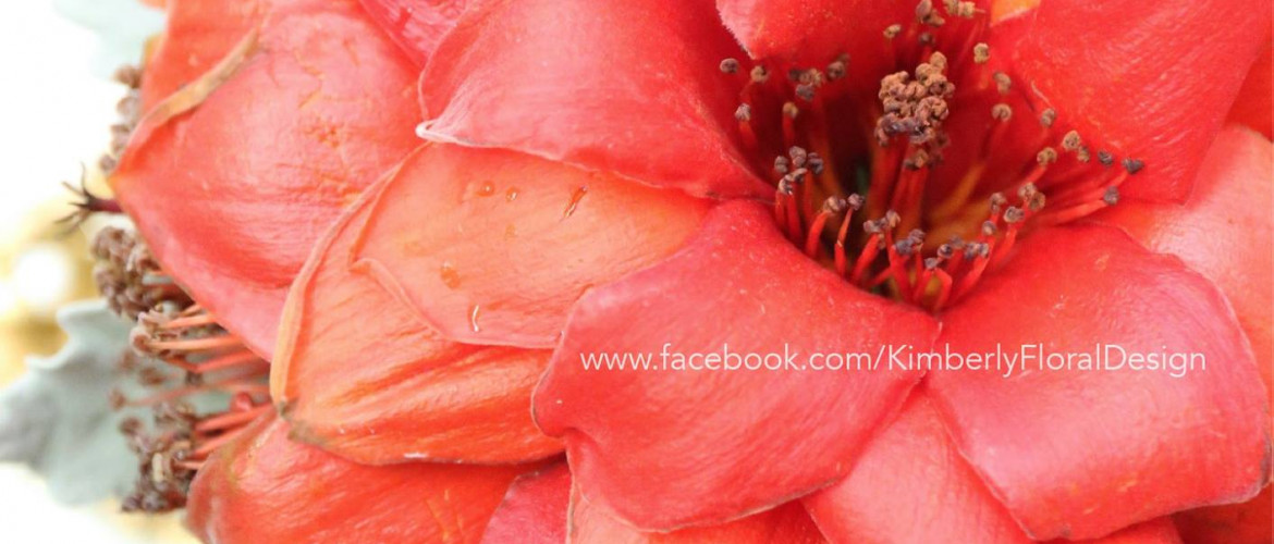 Bombax Bouquet 紅棉花球