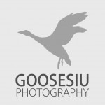 Goose Siu Photography